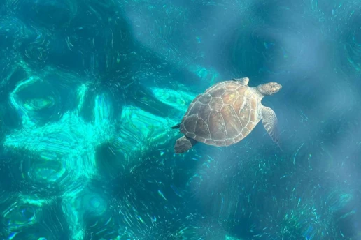 Sea turtle gliding through clear shallow water at Blue Lagoon, Cape Greco