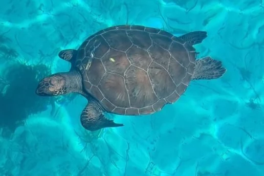 Green sea turtle swimming over a sandy seabed in clear shallow water near Cape Greco, Cyprus