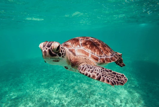 Green sea turtle swimming over a sandy seabed in the clear turquoise water of Cape Greco, Cyprus