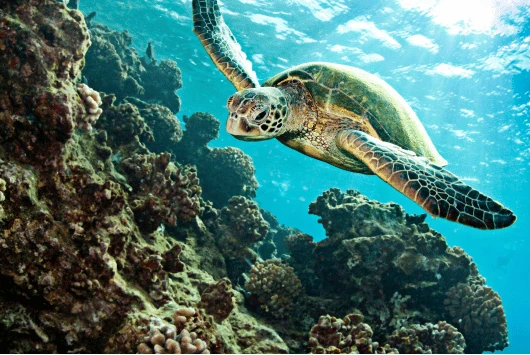 Green sea turtle swimming over a coral reef in clear blue water near Cape Greco