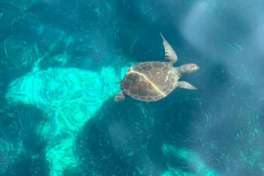 Loggerhead turtle swimming in the clear turquoise water of the Blue Lagoon, Cyprus