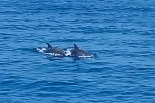 Pair of dolphins surfacing in the open sea off the Cape Greco coast