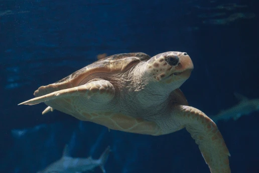 Loggerhead turtle (Caretta caretta) with its broad head swimming underwater in Cyprus