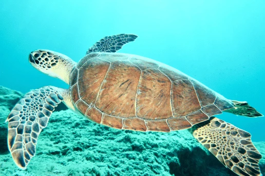 Green turtle (Chelonia mydas) swimming over seagrass in the clear waters of Cyprus