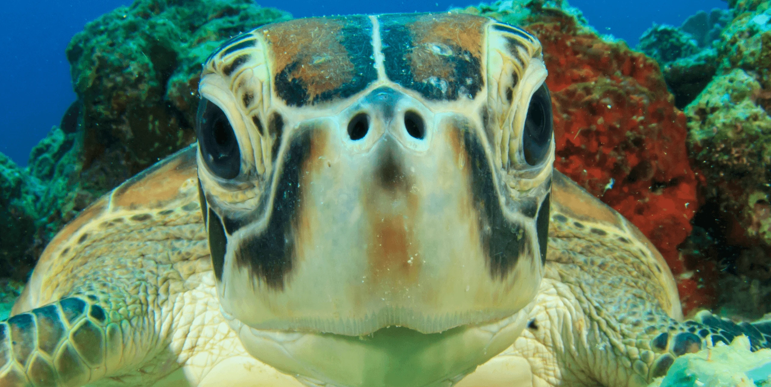 How to See Turtles in Cyprus