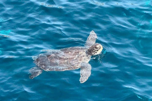 Sea turtle surfacing for air, seen from the boat deck off the Ayia Napa coast