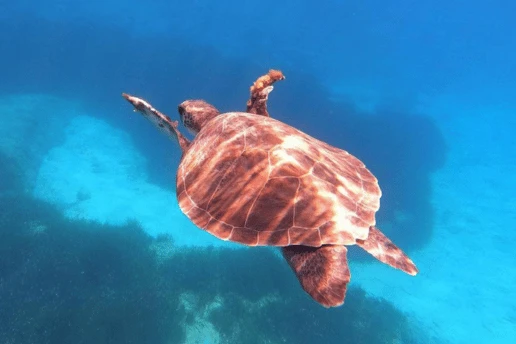 Sea turtle swimming over a reef in clear blue water near Cape Greco, Cyprus, seen from above