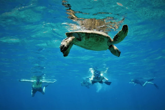 Snorkellers swimming below a sea turtle in clear water on a Cyprus turtle cruise