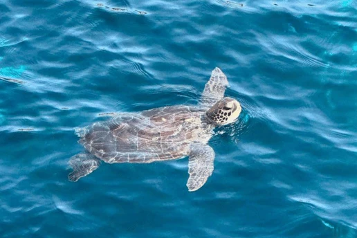 Sea turtle surfacing for air in the deep blue water off the Ayia Napa coast, Cyprus