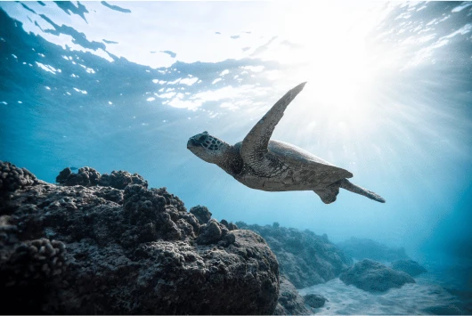 Sea turtle gliding over a rocky reef with sunlight breaking through the water surface at Cape Greco