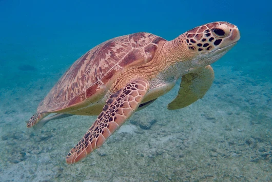 Green turtle swimming close to the seabed in the clear waters around Konnos Bay, Cyprus