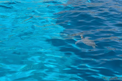 Sea turtle surfacing for air in the calm blue water off Ayia Napa, seen from the catamaran deck
