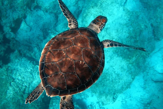 Green turtle seen from above swimming over a rocky seabed in Cyprus