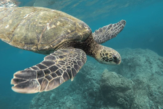 Green turtle swimming in profile over a reef in the clear waters of Cyprus