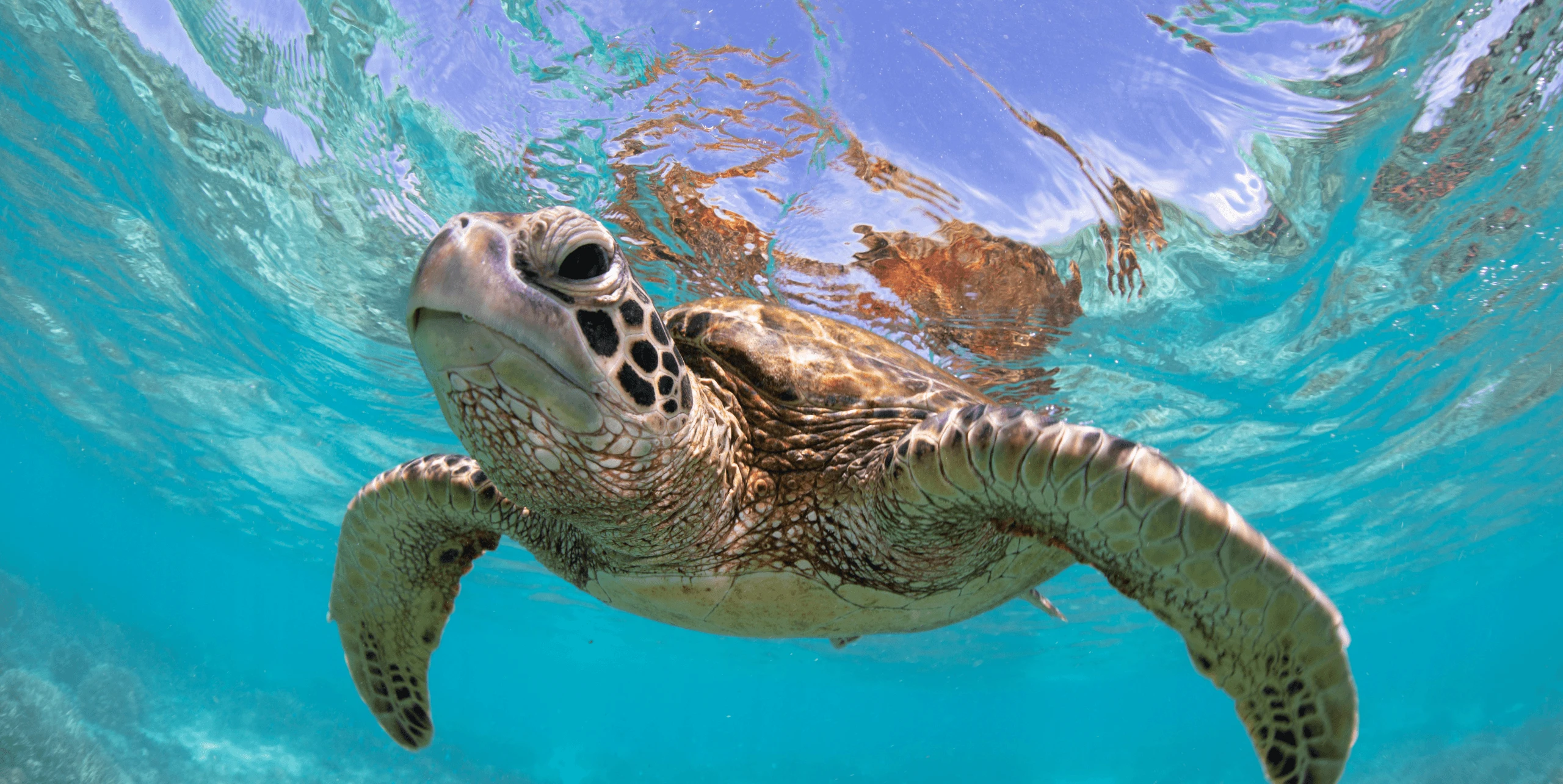 Turtles in Turtle Bay, Cyprus