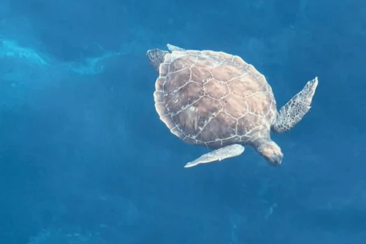 Sea turtle swimming in deep blue water, seen from the boat deck off Ayia Napa