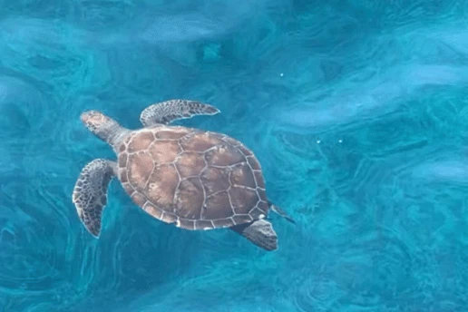 Green turtle gliding over the seabed in the clear waters of Cape Greco, Cyprus