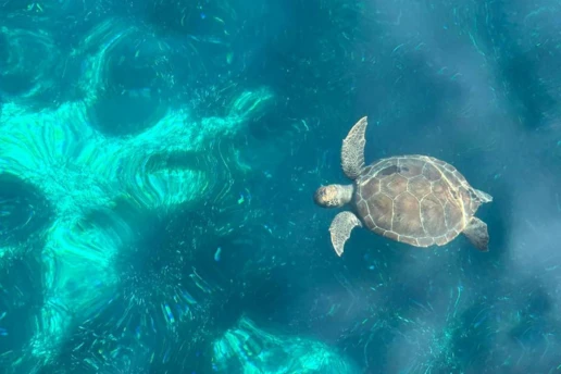 Sea turtle gliding through the clear turquoise water of Blue Lagoon on the Cape Greco coastline