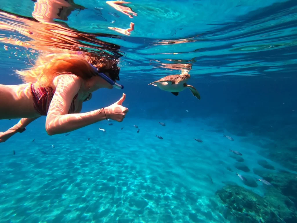 Schwimmen mit Schildkröten